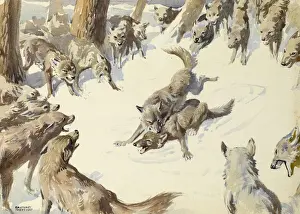Aggressive Animal Behavior Drucke: Wolves fighting