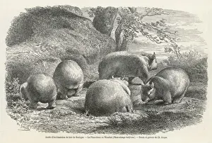 Wombat 1864