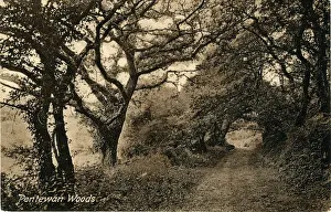 Die Wälder von Pentewan in Kornwall