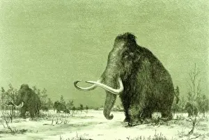 Drucke von Illustration eines Wollmammutes im Schnee-Landscap Elefantidae Drucke: Wollmammut