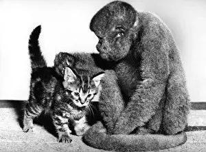 Unusual Animal Friends Drucke: Woolly Monkey and Kitten