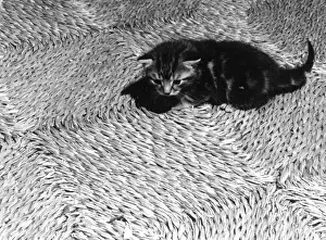 Cute Kitten Playing Drucke: Woven Kitten
