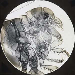 Boswell Collection Prints Drucke: X-Ray - Flea
