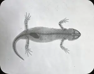 Lantern Slide Collection Drucke: X-Ray - Salamander
