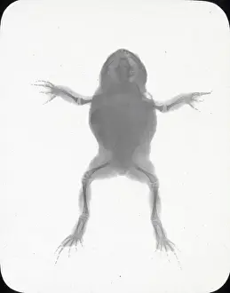 Boswell Collection Prints Drucke: X-Ray - Toad