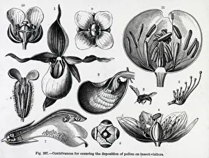 Old Medical Illustrations Online Drucke: X-Ray - Various Pollination Models
