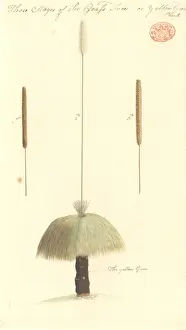 Australian Plants Drucke: Xanthorrhoea sp