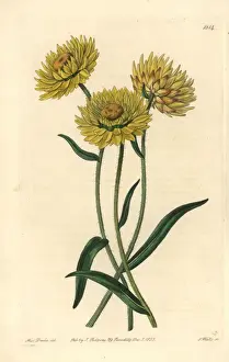 The Botanical Register History Drucke: Xerochrysum bicolor