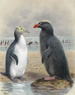 Drucke von Die Gelbäugige Pinguin oder Hoiho, Megadyptes und Snares Kegelkopf-Pinguin, Eudyptes robustus Muridae Drucke: Gelber Augenpenguin und Schnaureschulter-Pinguin