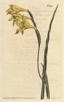 William Curtis Botanicals Drucke: Yellow-flowered, square-leaved cornflag, Gladiolus tristis