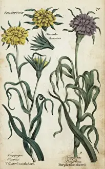 Medical Herbalism History Drucke: Yellow goatsbeard and salsify