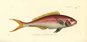 Richard Polydore Nodder Illustrations Drucke: Yellowtail snapper, Ocyurus chrysurus
