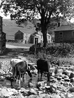 Yorkshire Dales Scenery Drucke: Yorkshire Scene