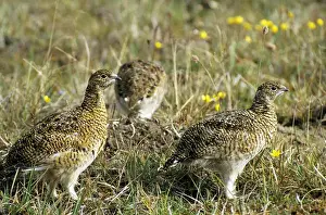 Alpine Ptarmigan Drucke: Young Alpine Ptarmigans on guard while others in