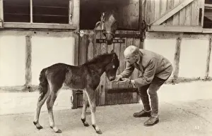 Young Foal Drucke: Young foal