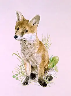 Malcolm Greensmith Art Drucke: A young fox
