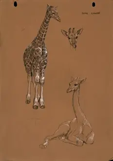 Raymond Sheppard Prints Drucke: Young Giraffes