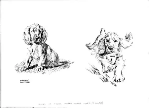 Drucke von Skizzen eines jungen goldenen Cockerspanielpuppies (ca. 3-4 Monate alt), sitzend und laufend gezeichnet; Kugelschreibermuster mit Bleistift oder Kreide von Raymond Sheppard Gundog Drucke: Junges Goldener Cockerspaniell