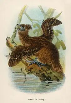Tropical Rainforest Wildlife Photos Drucke: Young Hoatzin