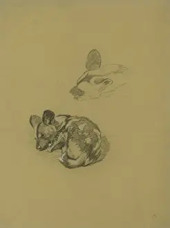 Raymond Sheppard Artwork Drucke: Young Hyena