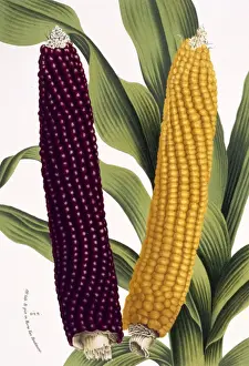 Botany Library Collection Drucke: Zea mais, maize