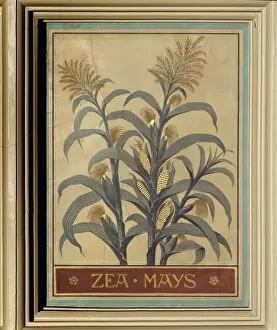 Maize Plant Drucke: Zea mays, maize