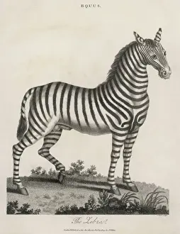 Drucke von Ein Zebras Zebra Drucke: Zebra 1803