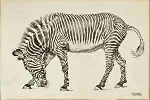 Drucke von Ein sehr detailliertes Stiftzeichnung eines Zebras von Raymond Sheppard Zebra Drucke: Ein Zebras