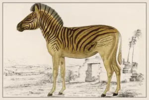 Black And White Striped Animal Drucke: Zebra Illustration