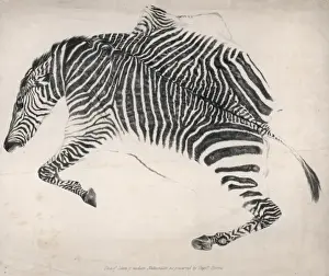 Drucke von Haut eines Zebras von Naturisten des Modernen wie vom Kapitän Harris wahrscheinlich William Cornwallis Harris der Ostindien-Kompanie als ein scharfer Jäger im Afrika William Cornwallis Harris Drucke: Blutschwein