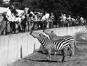 Zebras in Whipsnade