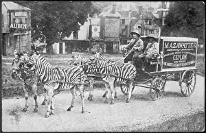 Drucke von Vier Zebras im Zopf ziehen eine Mazawattie-Tee-Karre herum – rein aus öffentlichen Gründen verstehen wir das Zebra Drucke: Zebrae ziehen Mazawattee