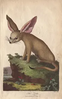 Ebenezer Sibly Prints Drucke: Zerda or fennec fox, Vulpes zerda