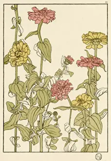 Zinnia