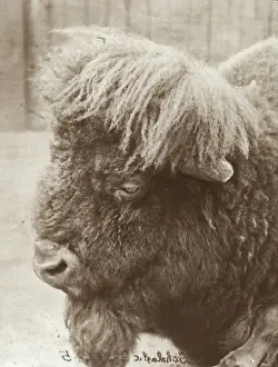 Lantern Slide Art Drucke: Zoo - Bison