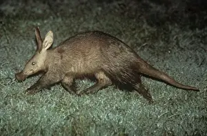 Unique Animal Wall Art Drucke: Aardvark Kenya