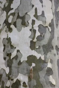 Verwandte Bilder Drucke: Charakteristische farbenfrohe Rinde der Planenbaum