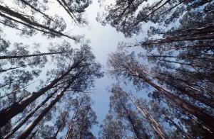 Eucalyptus Forest Drucke: FOREST - Eucalyptus mountain ash