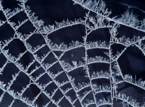 Drucke von AL-2932 Eis auf Spinnennetz Ake Lindau Bitte beachten Sie, dass Drucke nur für persönliche Anzeigepurposes gedruckt werden und nicht reproduziert werden dürfen Spinnen Drucke: Eis auf Spinnenscheibe