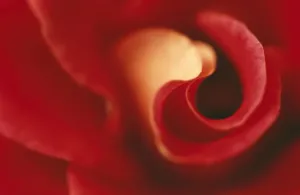 Flower Macro Photography Drucke: Rose Close up