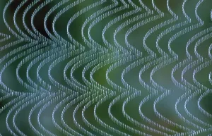 Unique Animal Photography Prints Drucke: Spiders Web - vibrating in breeze