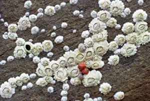 Marine Crustaceans Drucke: Acorn Barnacles