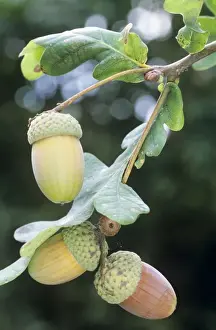 Oak Tree Images Drucke: Acorns - on Oak tree