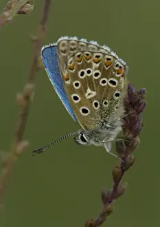 Nature Photography Prints UK Drucke: Adonis Blue