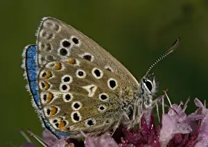 Adonis Blue Butterfly Drucke: Adonis Blue Butterfly