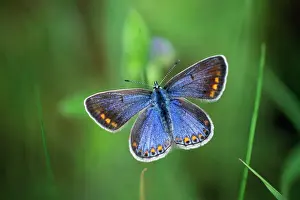 Drucke von USH-989 Adonis Blauer Schmetterling (weiblich), mit offenen Flügeln Lysandra bellargus Latin auch Polyommatus bellargus Duncan Usher Bitte beachten Sie Adonisröschen Drucke: Blauer Adonisschmetterling weiblich ruhend