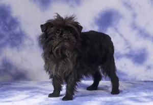 Dog Portrait Art Drucke: Affenpinscher