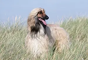 Canine Photography Drucke: Afghan Hound