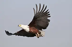 African Fish Eagle Drucke: African Fish Eagle - in flight - Okavango River - Botswana