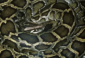Afrikanischer Riesenpython in geschlungenem Zustand